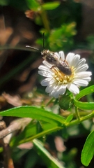 Lasioglossum fuscipenne