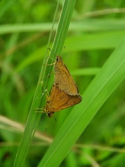 Polytremis lubricans