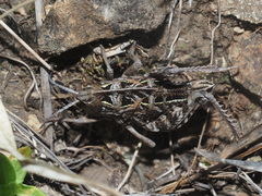 Transvaaliana draconis
