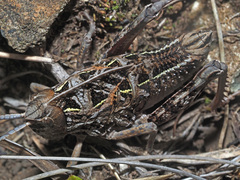 Transvaaliana draconis