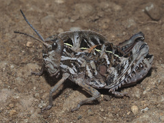 Transvaaliana draconis
