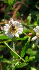 Lasioglossum fuscipenne