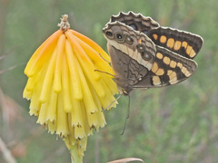 Aeropetes tulbaghia