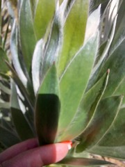 Leucadendron argenteum