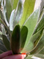 Leucadendron argenteum