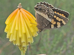 Aeropetes tulbaghia