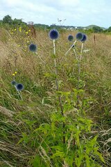 Echinops bannaticus