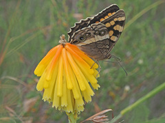 Aeropetes tulbaghia