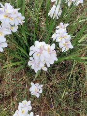Dietes grandiflora