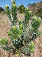 Leucadendron argenteum