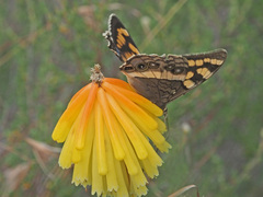 Aeropetes tulbaghia