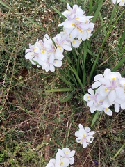 Dietes grandiflora