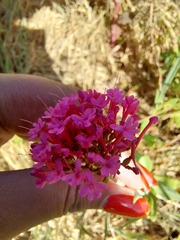 Centranthus