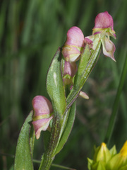 Disperis cooperi
