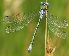 Lestes dryas