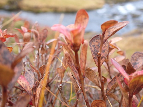 čučoriedka barinná (Vaccinium uliginosum)