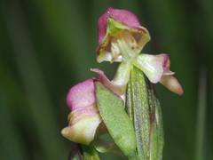 Disperis cooperi