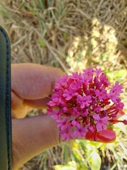 Centranthus