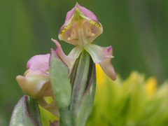 Disperis cooperi