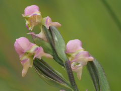 Disperis cooperi