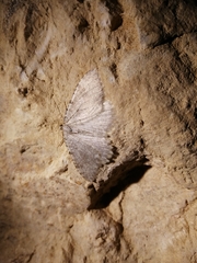 Triphosa sabaudiata
