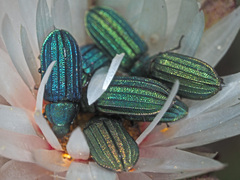 Melyris
