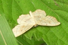 Idaea emarginata