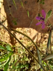 Erodium malacoides