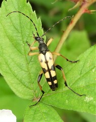 Rutpela maculata