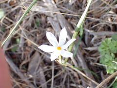 Narcissus deficiens