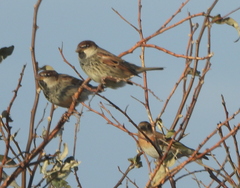 Passer hispaniolensis