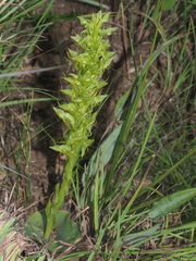 Habenaria lithophila