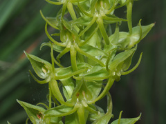 Habenaria lithophila