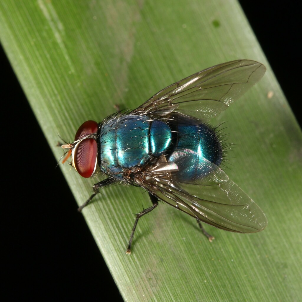 Lucilia porphyrina