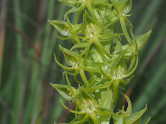 Habenaria lithophila