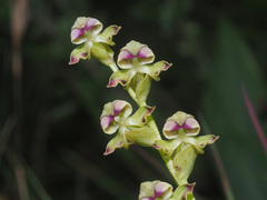Disperis cardiophora