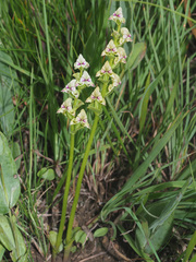 Disperis cardiophora