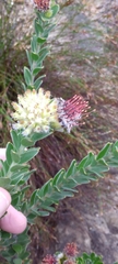 Leucospermum truncatulum