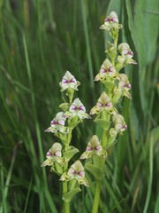 Disperis cardiophora