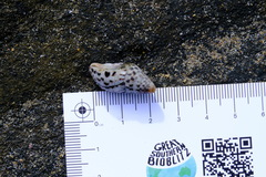 Cominella lineolata