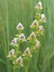 Disperis cardiophora