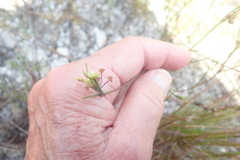 Centella macrocarpa