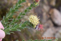 Leucospermum truncatulum