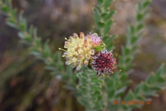 Leucospermum truncatulum