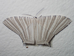 Strophidia caudata
