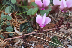 Cyclamen graecum graecum