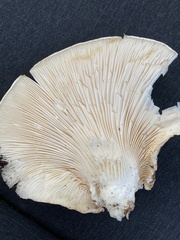 Pleurotus dryinus