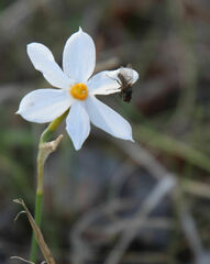 Narcissus deficiens