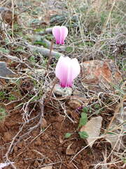 Cyclamen graecum graecum