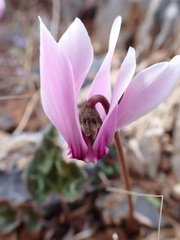 Cyclamen graecum graecum